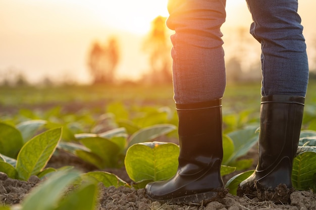 Bauernbeine Bauer trägt schwarze Gummistiefel und steht bei Sonnenuntergang auf dem jungen Tabakfeld Landwirtschaftliches Geschäftskonzept