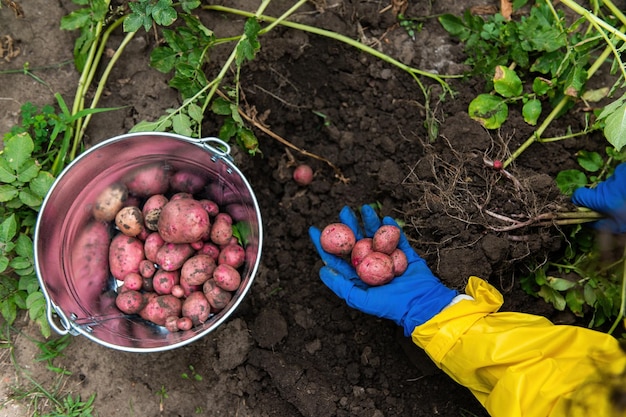 Bauernhände in blauen Handschuhen mit einer Ernte frisch gegrabener Kartoffeln auf dem Boden Gemüsegarten Agribusiness