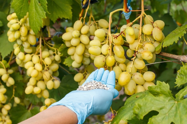 Bauernhände in Gummihandschuhen halten chemischen Dünger, um ihn weißen Trauben im Garten zu geben