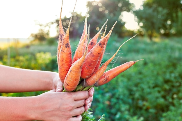Bauernhand, die einen Haufen frischer, heller Karotten im Garten im Freien hält Selektiver Fokus