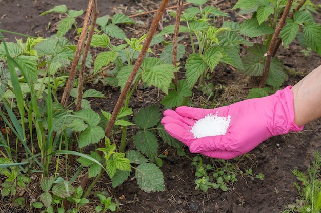 Bauernhand gekleidet in einen Nitrilhandschuh, der jungen Himbeerpflanzen chemischen Dünger gibt