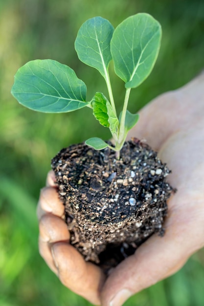 Bauernhand hält einen Sämling Farm-to-Table-Konzept