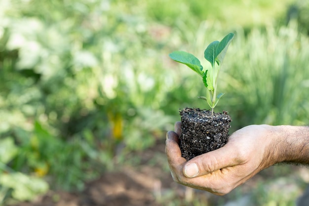 Bauernhand hält einen Sämling Farm-to-Table-Konzept