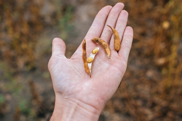 Bauernhand mit Sojabohnen auf kultiviertem landwirtschaftlichen Feld, Sojaplantage des ökologischen Landbaus