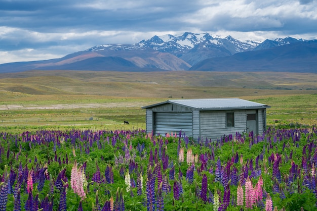 Bauernhaus in Lupinenfeld nahe See Tekapo