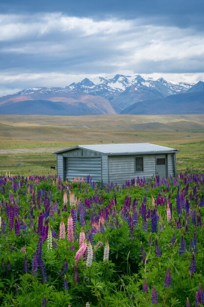 Bauernhaus in Lupinenfeld nahe See Tekapo