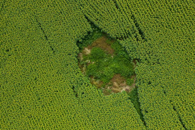 bauernhof feld landwirtschaft ansicht von oben