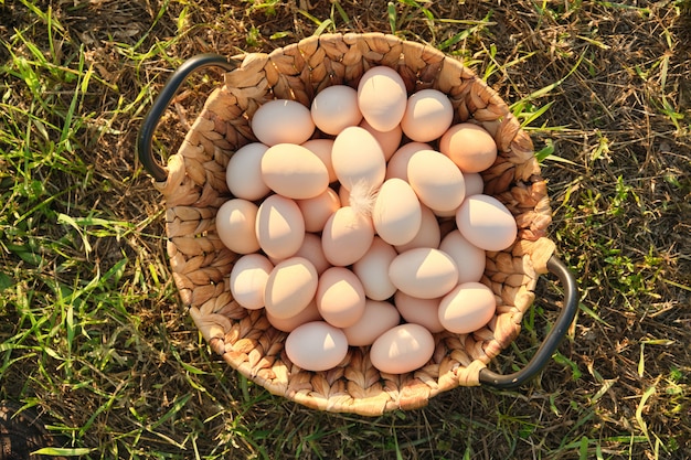 Bauernhof frische Hühnereier im Korb auf dem Gras in der Natur, gesundes natürliches Essen