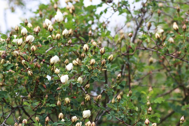 Bauernhof in der Natur im Freien