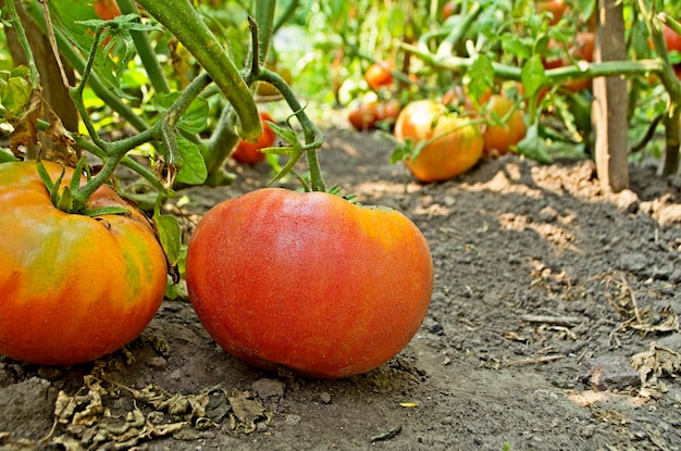 Bauernhof mit leckeren roten Tomaten auf den Büschen