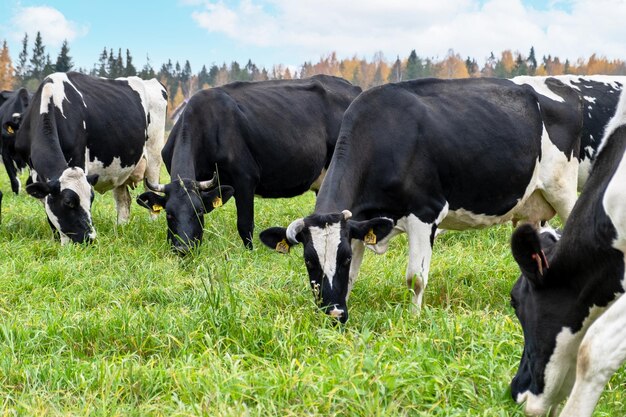 Bauernhof schwarz-weiße Kühe grasen auf der Wiese