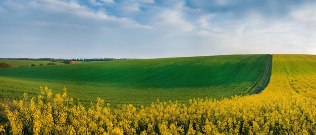 Bauernhoffeldlinien der grünen Wiese und der Rapsblumenfeldlandschaft