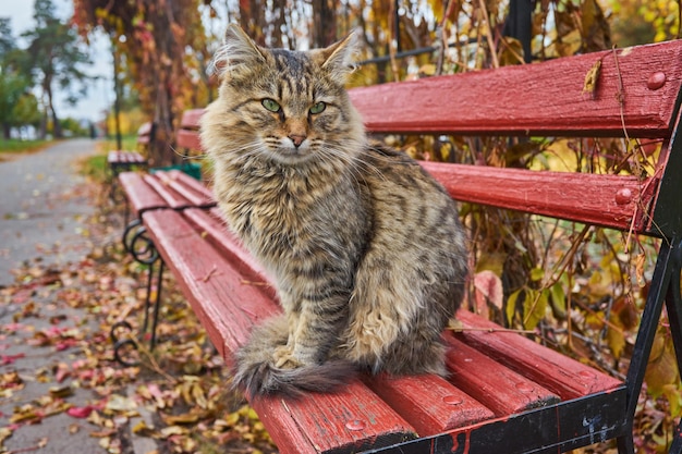 Bauernhofkatze genießt die späte Nachmittagssonne auf einer Bank sitzend