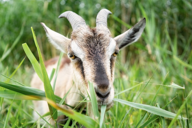 Bauernhofrauchziege, die Gras auf der Weide isst