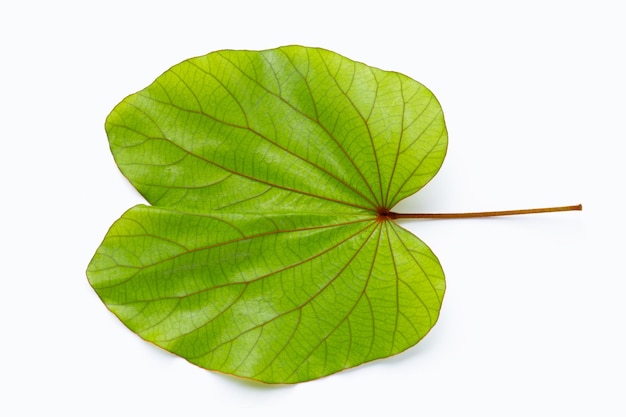 Foto bauhinia aurefolia oder goldblatt-bauhinia