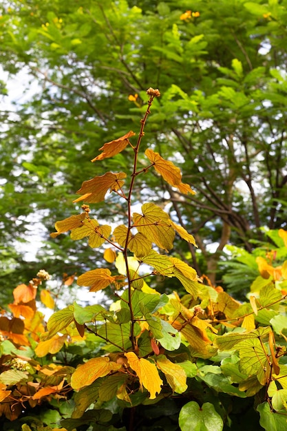 Bauhinia aurefolia oder Goldblatt-Bauhinia