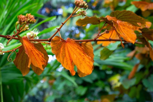 Bauhinia aurefolia oder Goldblatt-Bauhinia