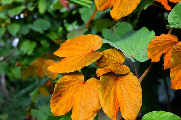 Bauhinia aurefolia oder Goldblatt-Bauhinia