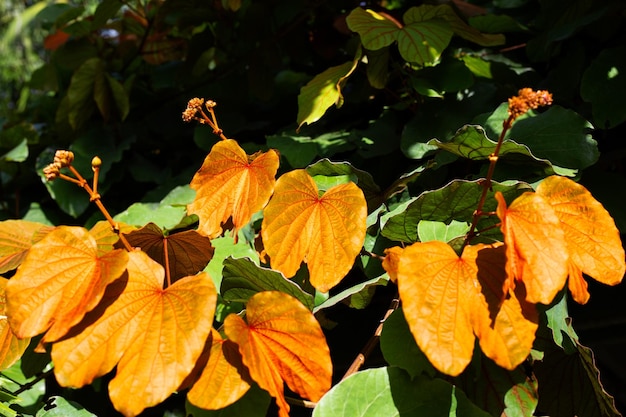 Bauhinia aureifolia o bauhinia de pan de oro