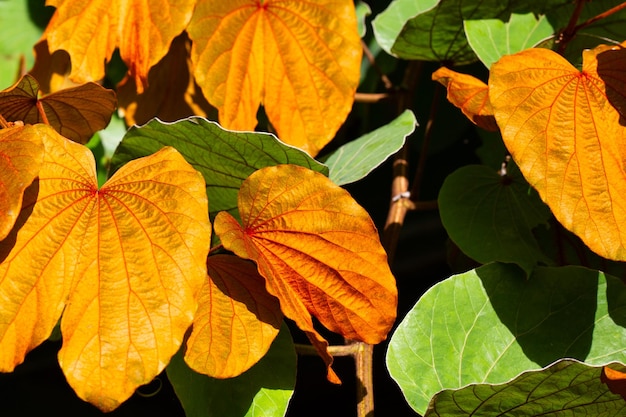 Bauhinia aureifolia ou folha de ouro bauhinia