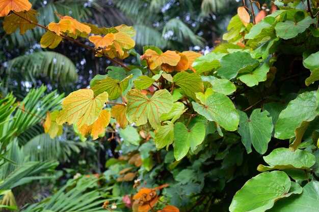 Bauhinia aureifolia ou folha de ouro bauhinia