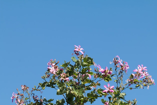 Foto bauhinia purpurea o flor del árbol de orquídea en el árbol