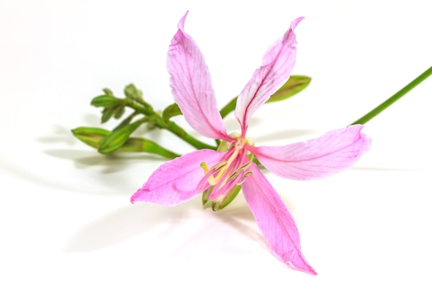 Bauhinia roxo no fundo branco