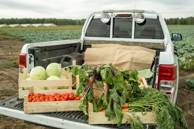 Baúl de coche con cajas de tomates, coles, zanahorias y remolachas