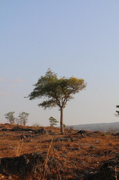 Baum allein im Herbstfeld