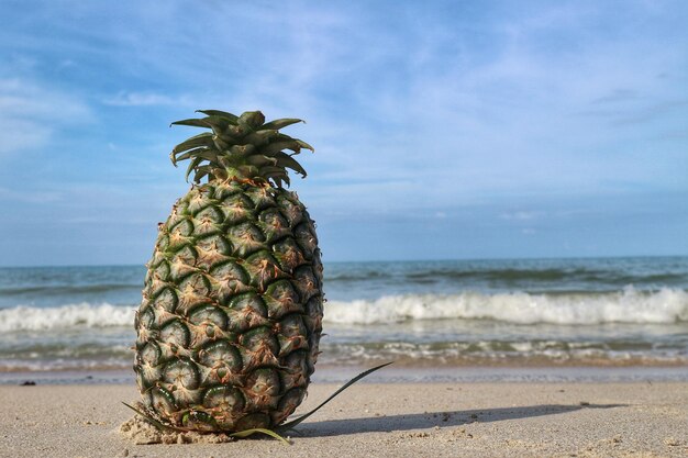 Baum am Meer gegen den Himmel