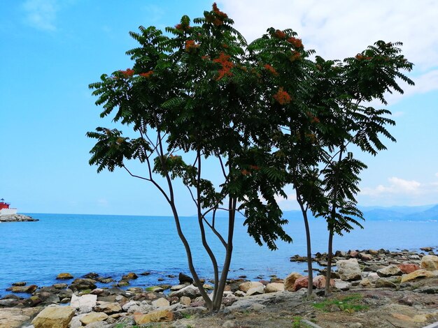 Foto baum am meer gegen den himmel