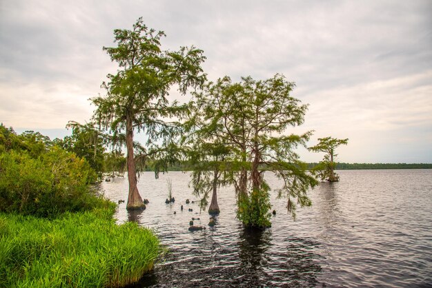 Foto baum am see gegen den himmel