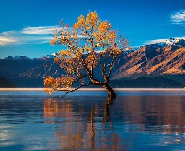 Foto baum am see gegen den himmel