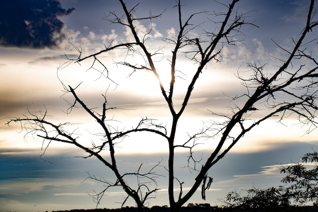 Baum am späten Nachmittag