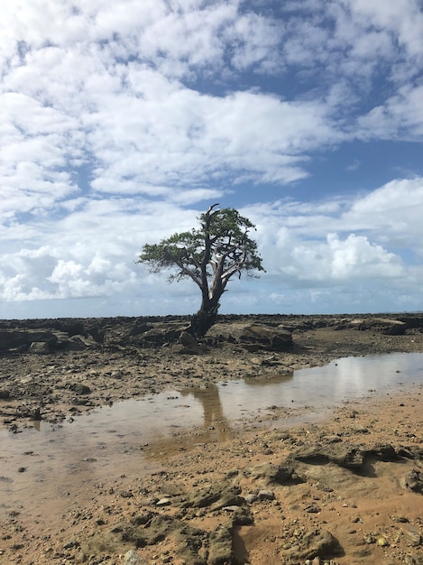 Baum am Strand