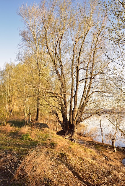 Baum an einem Frühlingsmorgen