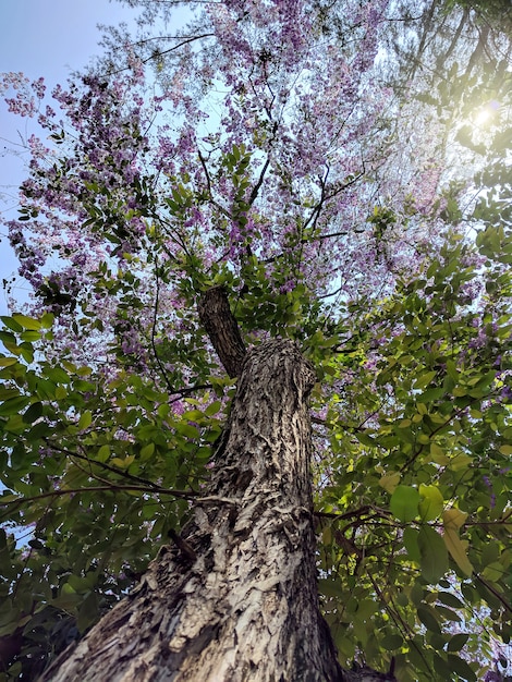 Baum, Ansicht von unten