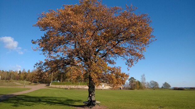 Foto baum auf dem feld gegen den himmel im herbst