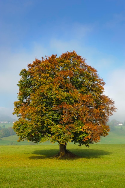 Foto baum auf dem feld gegen den himmel im herbst