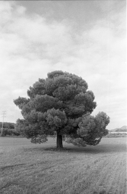 Baum auf dem Feld gegen den Himmel