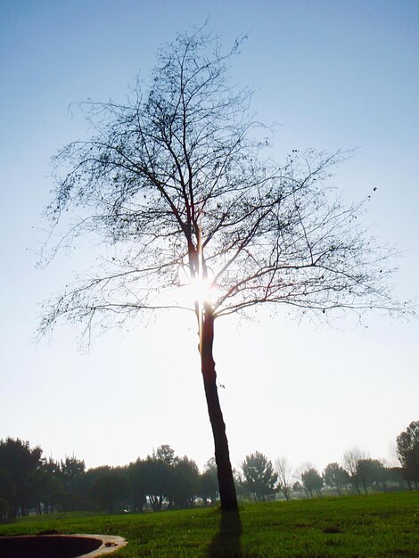 Foto baum auf dem feld gegen den himmel