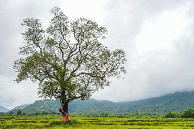 Baum auf dem Feld gegen den Himmel