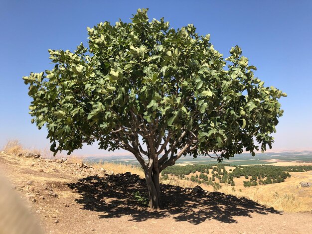 Foto baum auf dem feld gegen den himmel