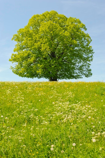 Foto baum auf dem feld gegen den himmel