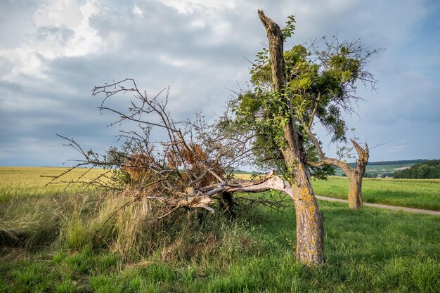 Foto baum auf dem feld gegen den himmel