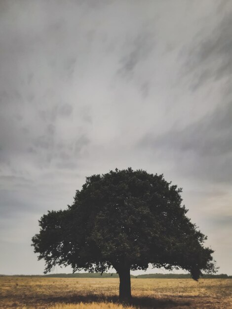 Baum auf dem Feld gegen den Himmel