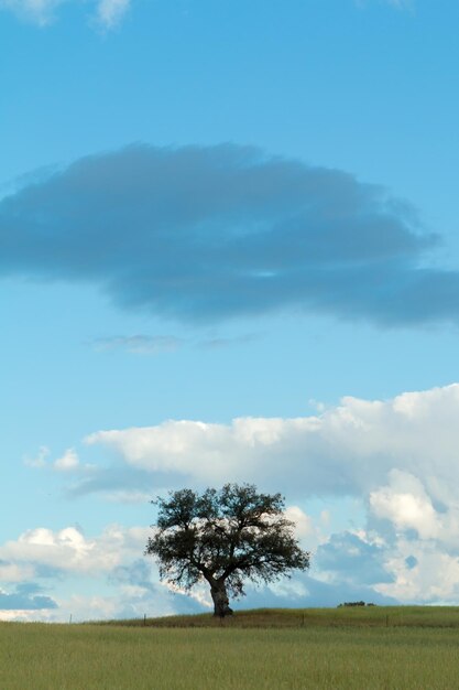 Foto baum auf dem feld gegen den himmel