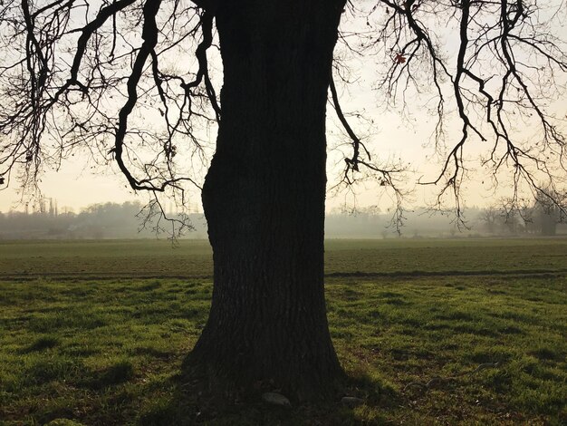 Baum auf dem Feld gegen den Himmel