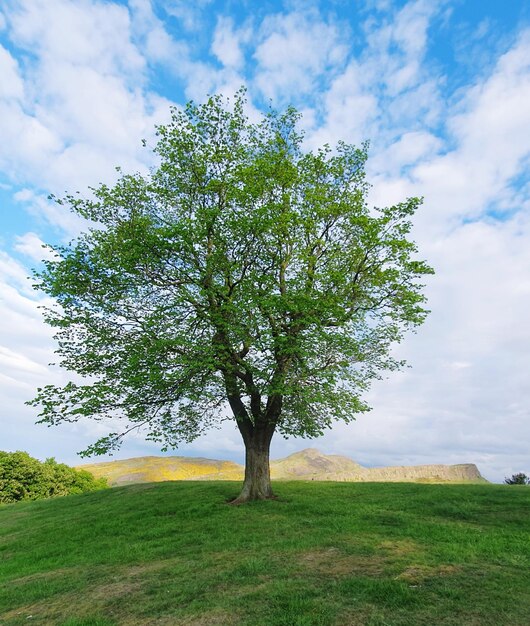 Baum auf dem Feld gegen den Himmel