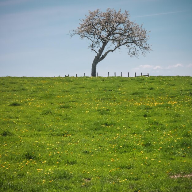 Foto baum auf dem feld gegen den himmel